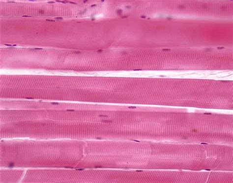 Skeletal Muscle Tissue Slide