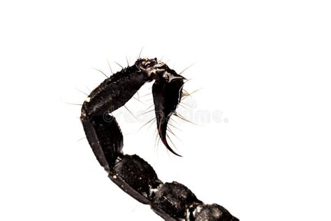 Tail scorpion venom stock photo. Image of creature, insect - 73340504