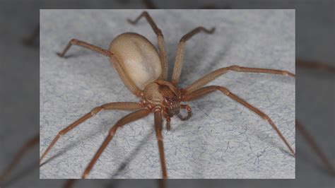 Brown recluse spiders: Facts, bites & symptoms | Live Science