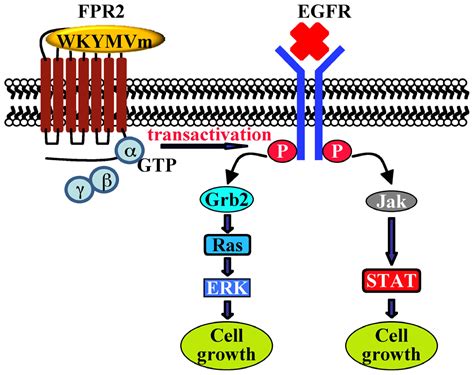 IJMS | Free Full-Text | Distinct Signaling Cascades Elicited by ...