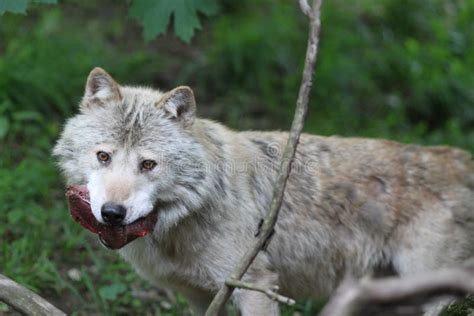 Wolf with prey stock photo. Image of hungry, outdoors - 14414820