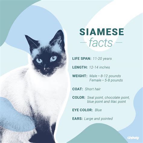 Siamese Cat Breed: Facts, Temperament & Care Info | BeChewy