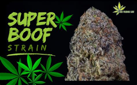 Super Boof Strain: Myth Or Marvel? Unraveling The Intrigue