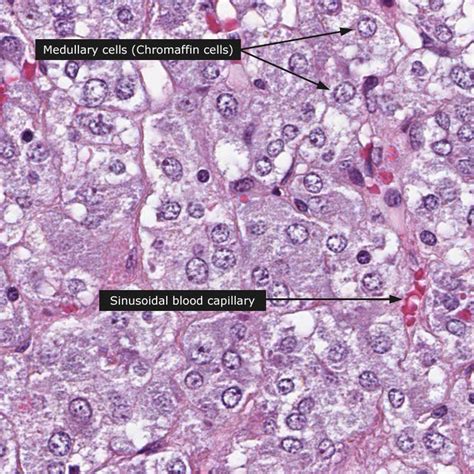 Adrenal Gland Histology Diagram