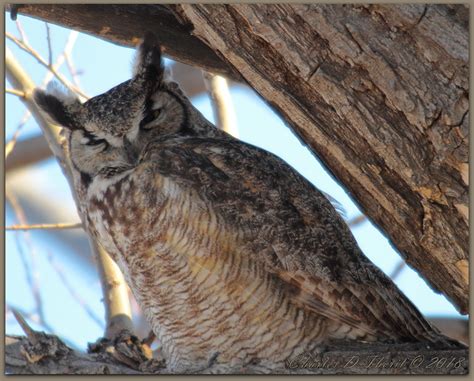 hoo-h’HOO-hoo-hoo | Great Horned Owl / Bubo virginianus ORDE… | Flickr