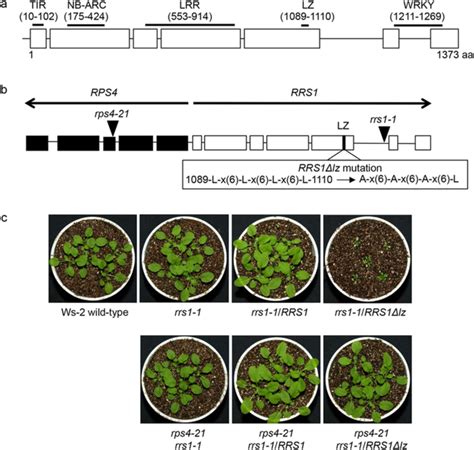 Analysis of leucine zipper (LZ) motif in RRS1.: (a) The predicted ...