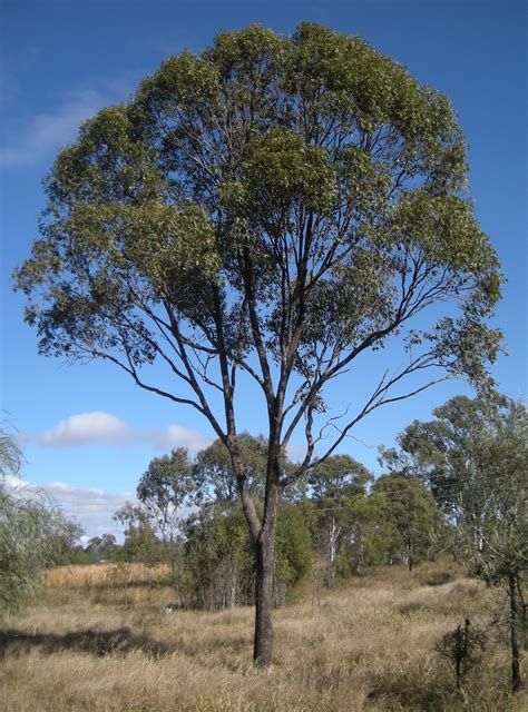 Eucalyptus Tree - grouping branches near the top? 'Broccoli' effect ...