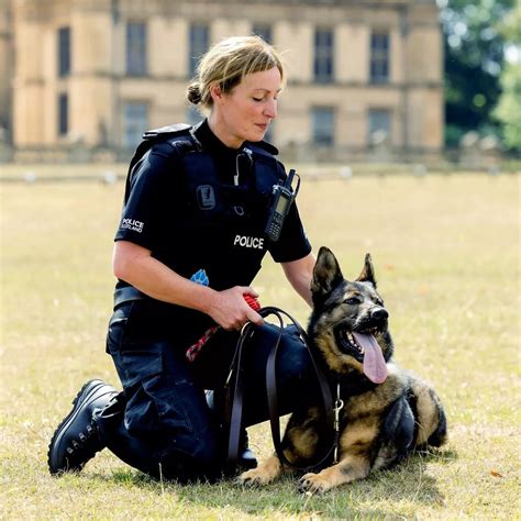 How Do Police Dogs Train Their Career