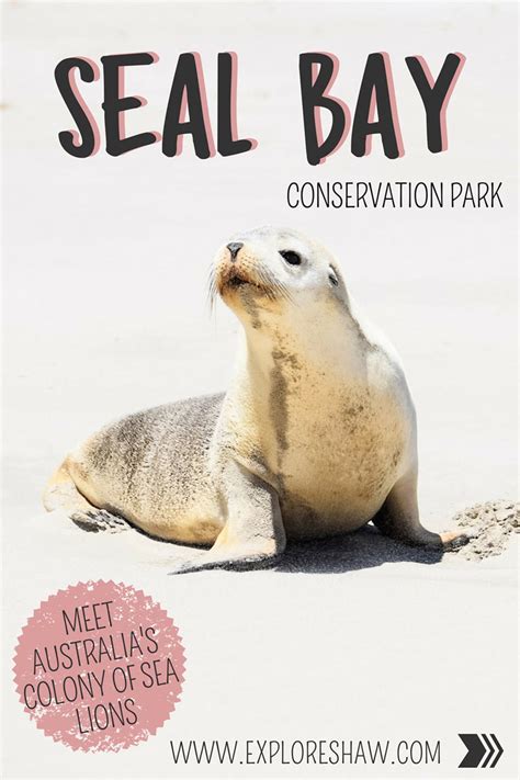 Visiting Seal Bay Conservation Park | Explore Shaw