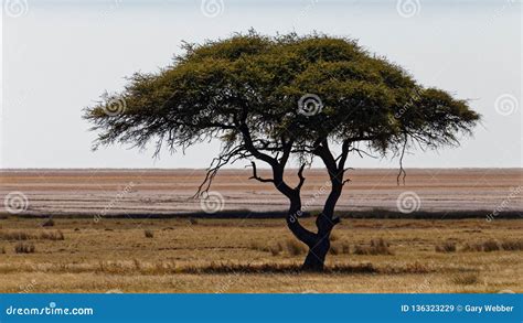 A Lone Camel Thorn Tree, Etosha National Park Stock Image - Image of ...