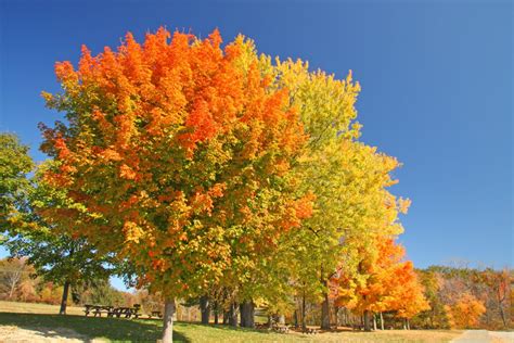 November 2021 Tree of the Month: Sugar Maple - TreesCharlotte