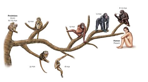 14 Enigmatic Facts About Primate Evolution - Facts.net