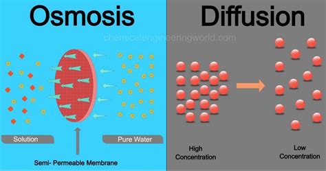 Difference Between Osmosis and Diffusion - Chemical Engineering World