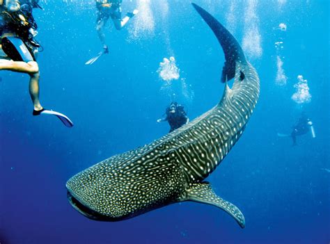 Scuba diving with whale sharks in Belize and Australia | How To Spend It