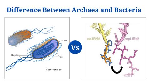 Archaea Vs Bacteria: Definition, 17+ Differences and Examples - PhD Nest