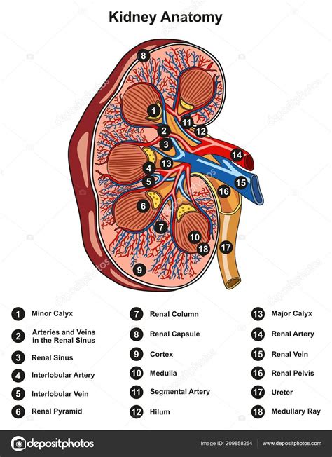 [DIAGRAM] Firefly Anatomy Diagram - MYDIAGRAM.ONLINE