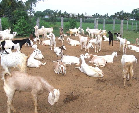 How to Become a Successful Goat Farmer? Top Tips for Commercial Goat ...