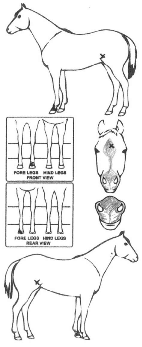 iCompete - Animal Details