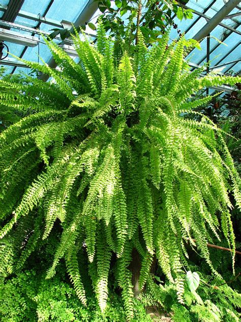 Nephrolepis exaltata (Bostonfern, Boston Fern, Dwarf Feather Palm ...