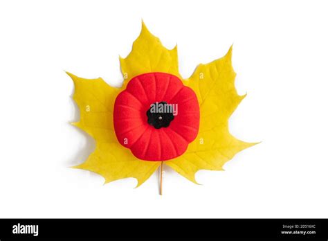 Canada poppy or red poppy, symbol of remembrance. Alamy EXCLUSIVE image ...