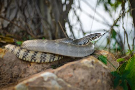 Oriental rat snake (Ptyas mucosa)