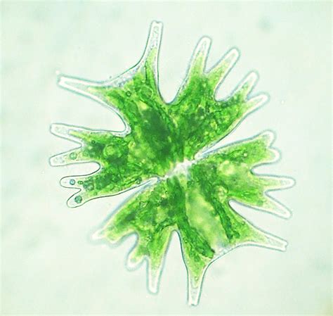 Chlorophyta (Green Algae) — The Biology Primer