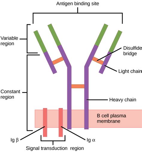 What is the Difference Between B Cell Receptor and Antibody - Pediaa.Com