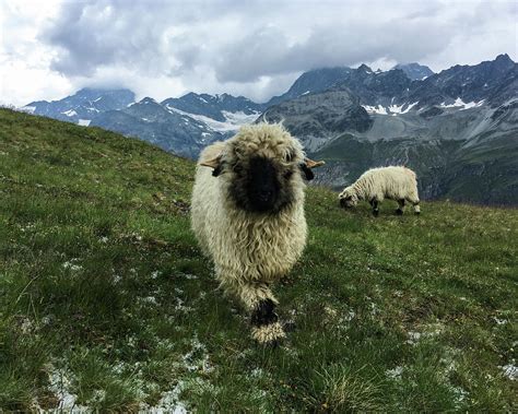 Valais Blacknose Sheep in Zermatt, Switzerland Photograph by Pak Hong ...