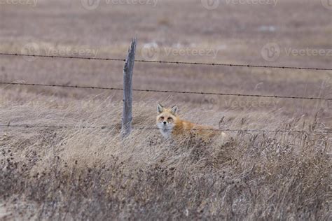 Fox in Winter 5436980 Stock Photo at Vecteezy