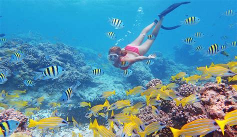 Snorkelling in the Seychelles | Discover the underwater world of the ...