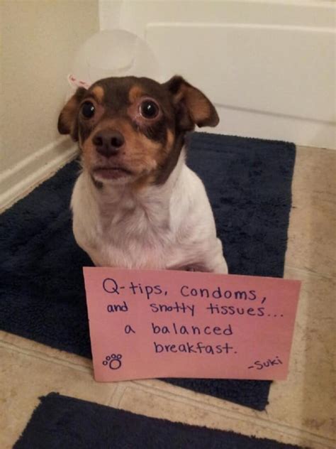 20 Of The Most Hilarious Dog Shaming Signs - Page 5 of 5