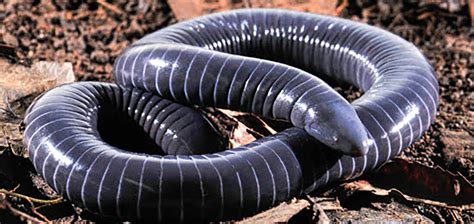 The Unusual Caecilian | Critter Science