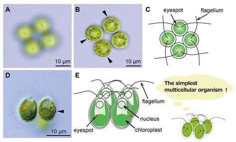 Multicellular organism - Alchetron, The Free Social Encyclopedia