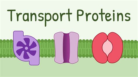 Which Of The Following Is A Characteristic Feature Of A Carrier Protein ...