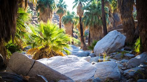 The Best Oasis Hikes in Greater Palm Springs