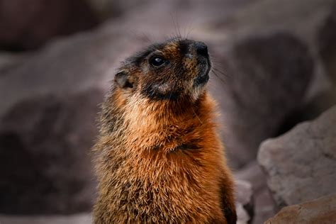 Yellow-Bellied Marmot