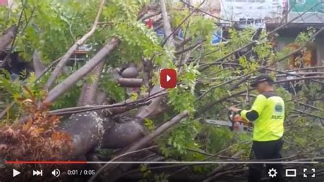 (VIDEO) Sisa Pohon Tumbang di Jalan Sarapung Dibersihkan - Tribunmanado ...