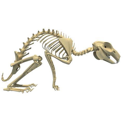 Rabbit Skeleton 3D Model | Rabbit skeleton, Rabbit, 3d model