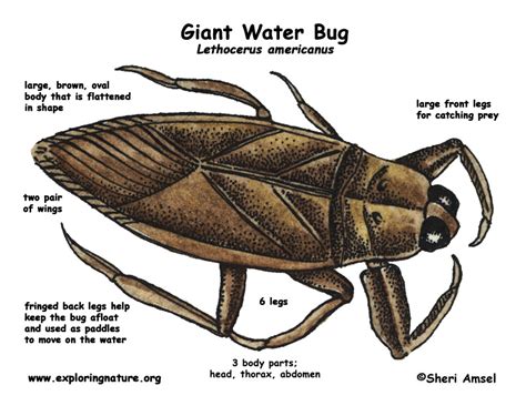 Water Bug (Giant)