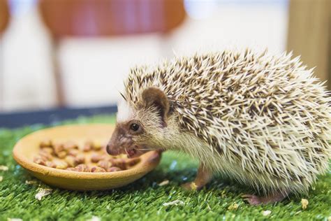 Hedghog Food - Hedgehog Diet (Tips/Advice) - SmartPet