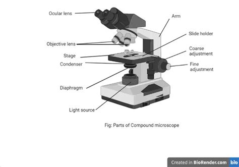 Parts Of A Microscope Labeled