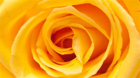 Yellow Rose - Wallpaper, High Definition, High Quality, Widescreen