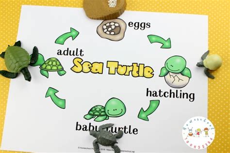 What Is The Life Cycle Of A Sea Turtle