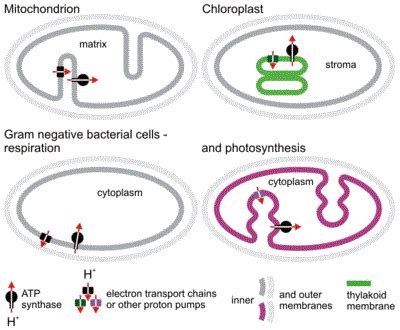 Chemiosmotic Hypothesis - Proton Motive Force, Chemiosmotic Theory @Byjus