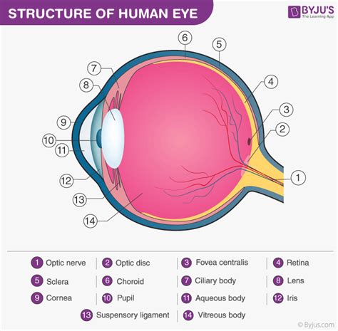 Difference between Optic Nerve and Optic Tract