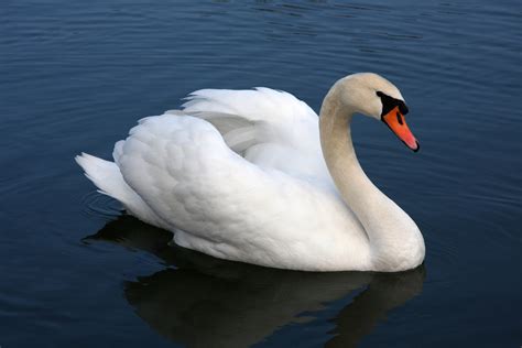 File:Mute swan Vrhnika.jpg - Wikimedia Commons