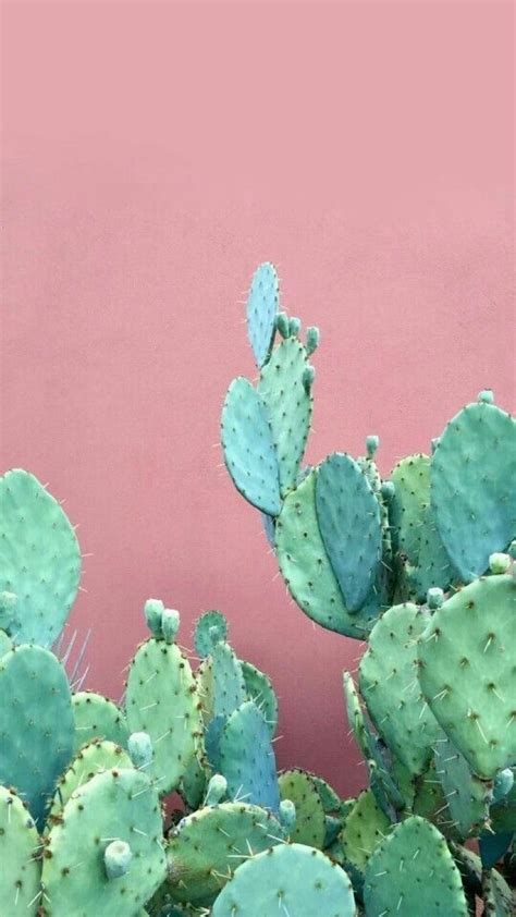 Cactus Pink Aesthetic Wallpapers - Wallpaper Cave