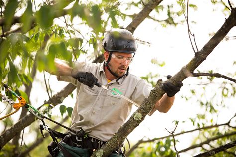 Professional Tree Services | Joshua Tree Experts | 833-583-8733