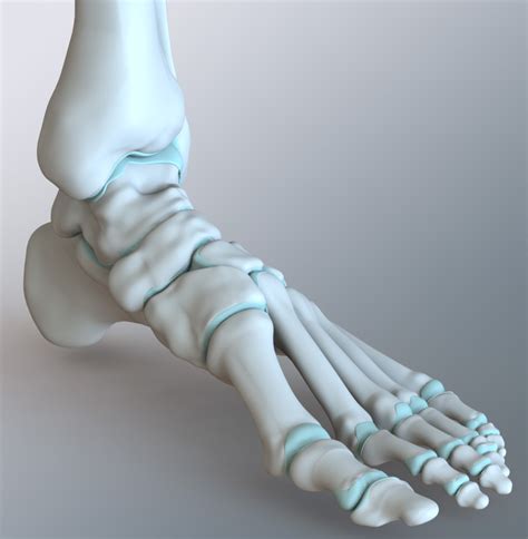 Human Foot Skeleton Anatomy : Skeletal Series 11: The Human Foot ...