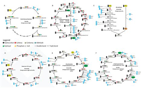 Six natural CO2-fixation pathways. A, Calvin cycle; B,... | Download ...